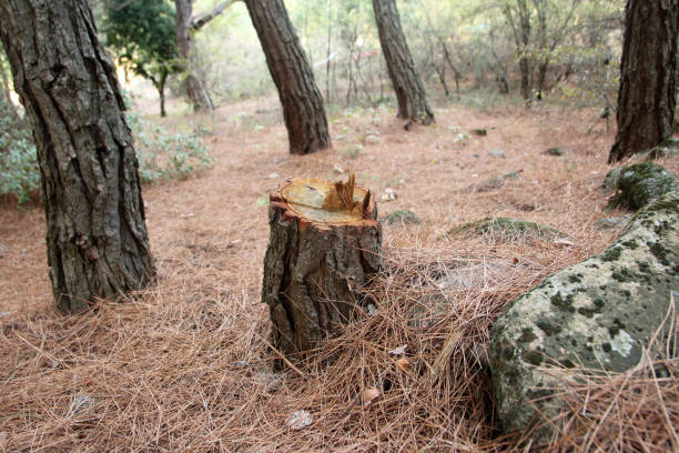 Best Lot and Land Clearing  in Lubbock, TX