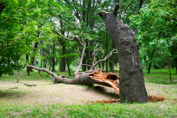 Best Storm Damage Tree Cleanup  in Lubbock, TX