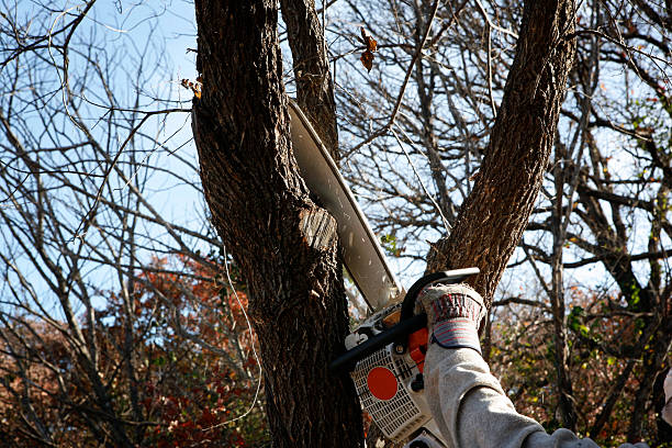 Landscape Design and Installation in Lubbock, TX