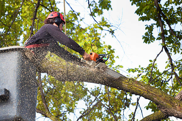 Professional Tree Removal Services in Lubbock, TX